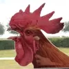 Rooster Painting
